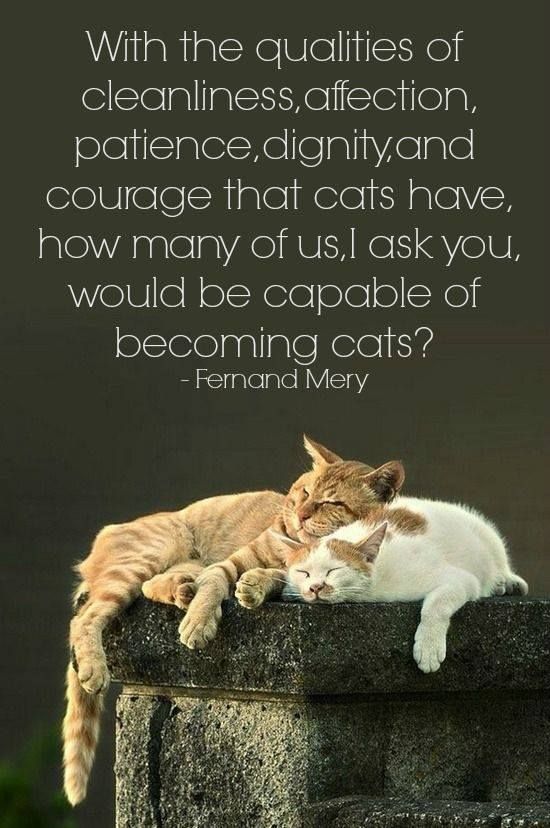Spiritual Cat Quotes QuotesGram