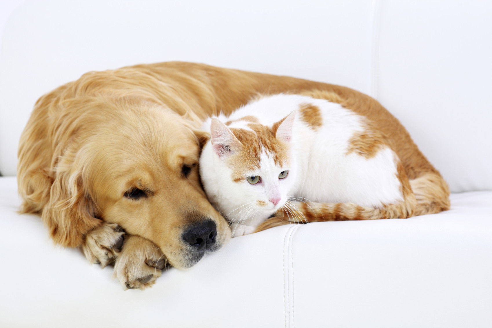 Quotes About Dogs And Cats Together QuotesGram