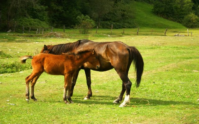Indian Quotes About Horses. QuotesGram