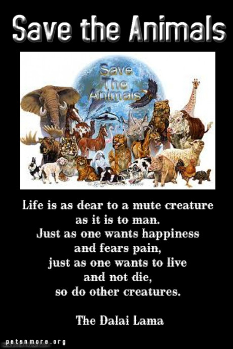 Save The Animals Quotes. QuotesGram