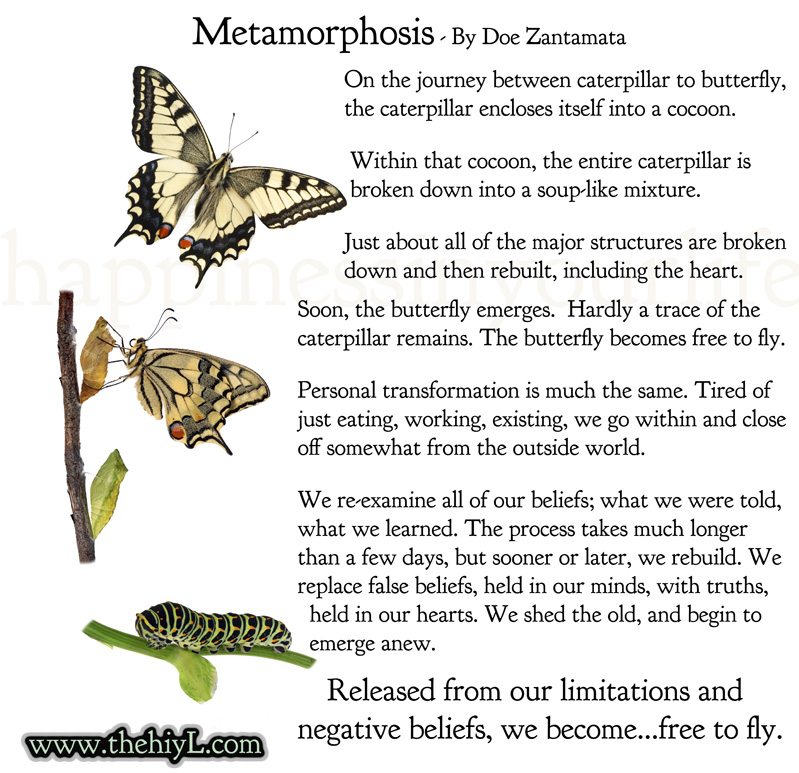 Butterfly Transformation Quotes. QuotesGram