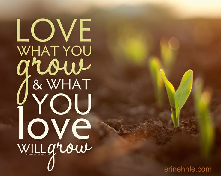 Live Corn Quotes. QuotesGram Live Corn Quotes. QuotesGram