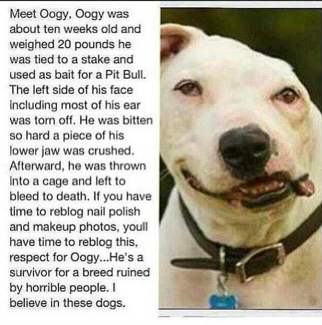 Helping Hurt Animals Quotes. QuotesGram Helping Hurt Animals Quotes. QuotesGram