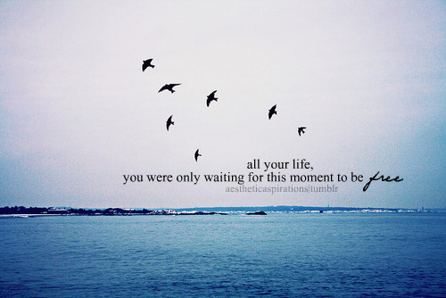 Be Free Birds Quotes. QuotesGram