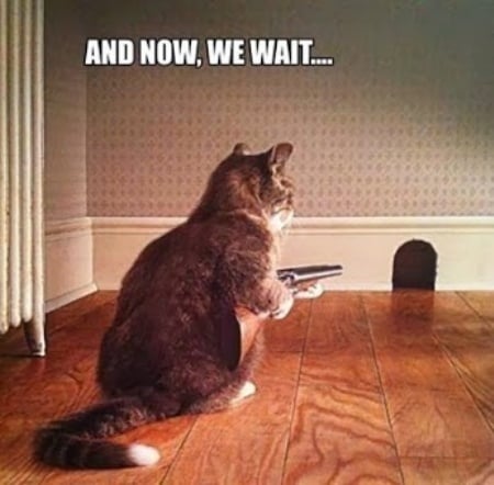 Hilarious Cat With Gun Quotes. QuotesGram