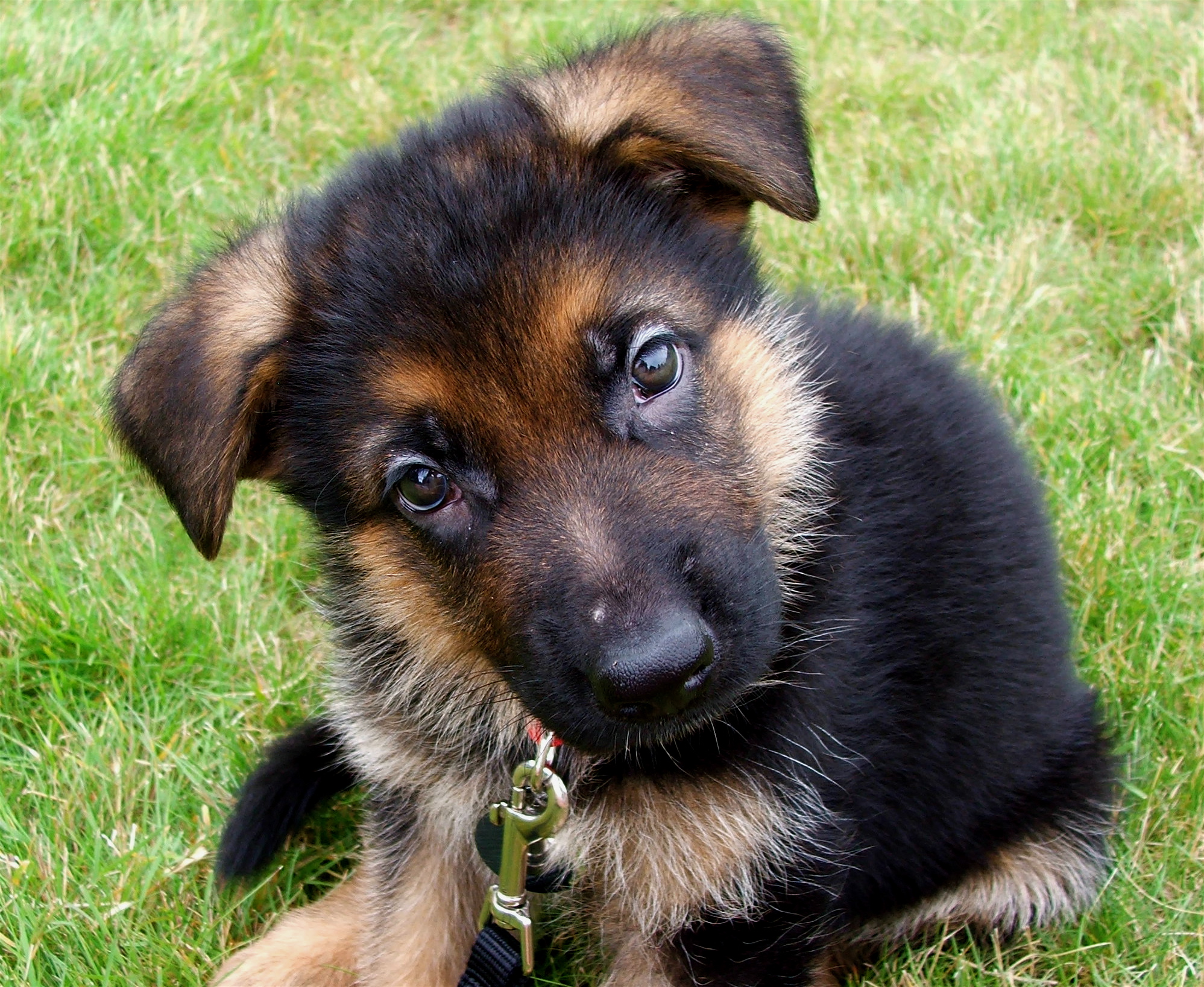 Quotes About German Shepherds Quotesgram
