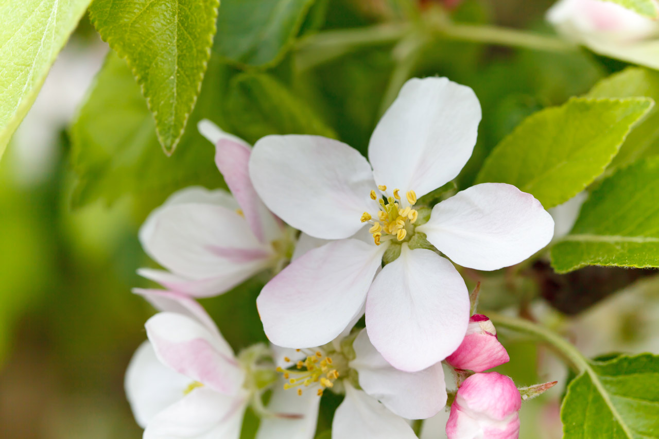 Apple Blossom Quotes. QuotesGram