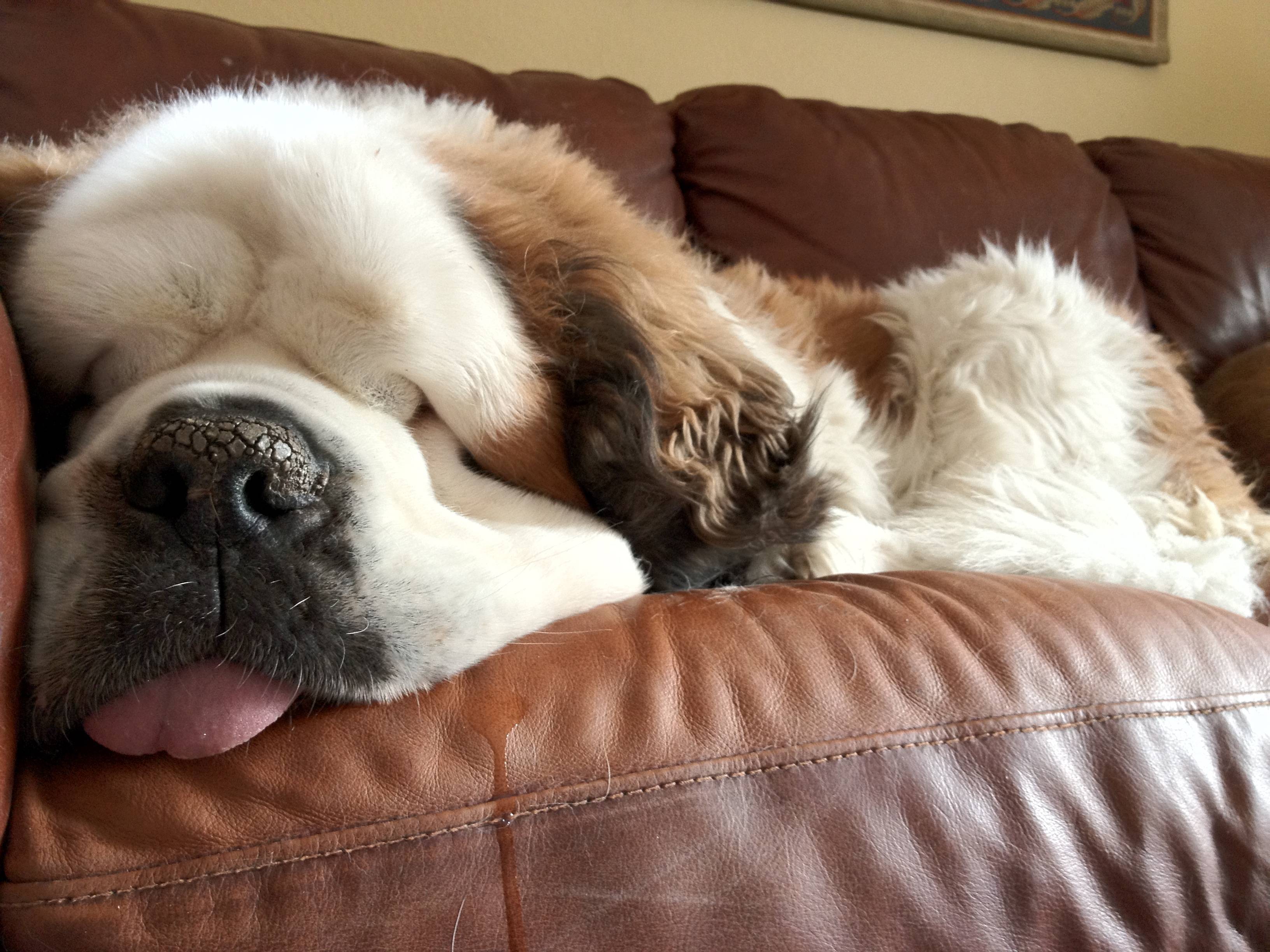 St Bernard Dog Quotes. QuotesGram