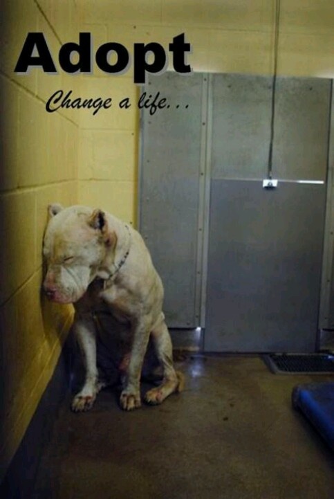 sad-pet-adoption-quotes-quotesgram