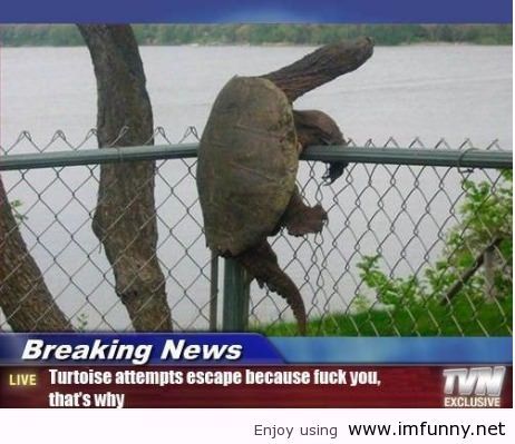 Quotes About Turtles. QuotesGram