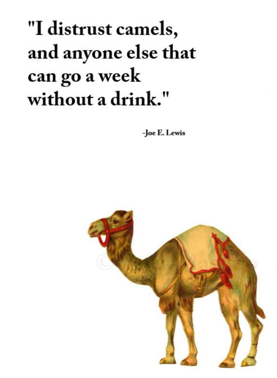 Quotes About Camels. QuotesGram