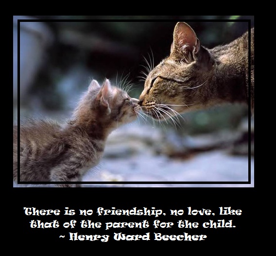 Cat Friend Quotes. QuotesGram