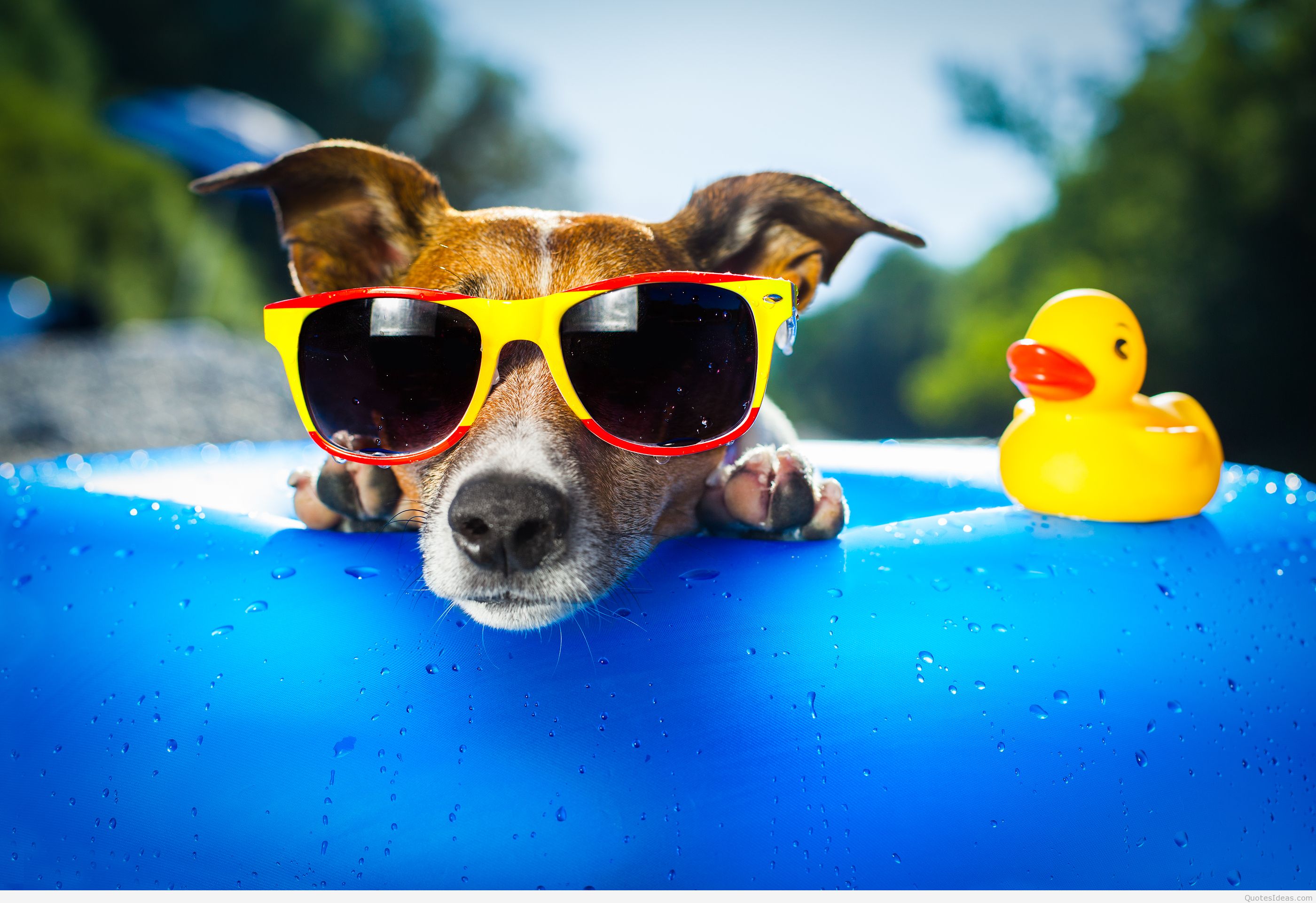 Funny Summer Quotes For Facebook QuotesGram funny-summer-quotes-for-facebook-quotesgram