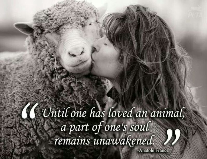 Quotes About Loving Our Pets. QuotesGram Quotes About Loving Our Pets. QuotesGram