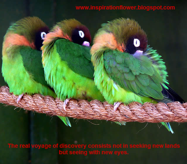 Inspirational Quotes About Birds. QuotesGram