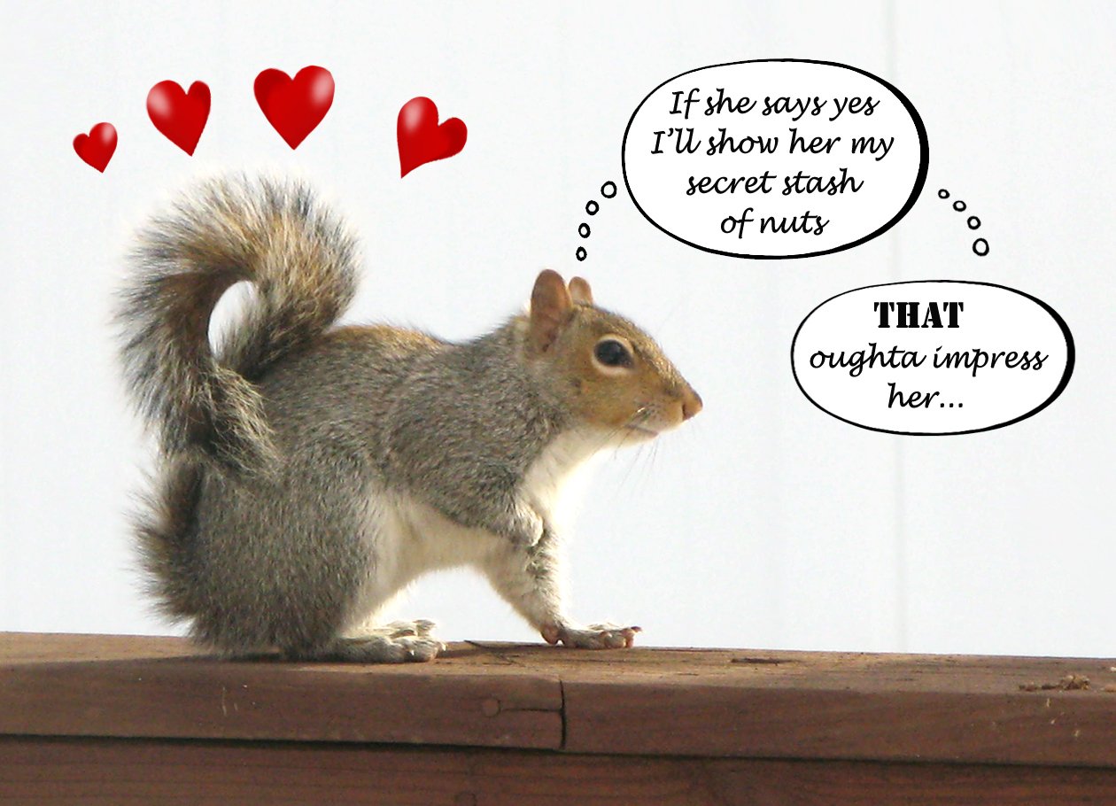 Squirrel Quotes. 