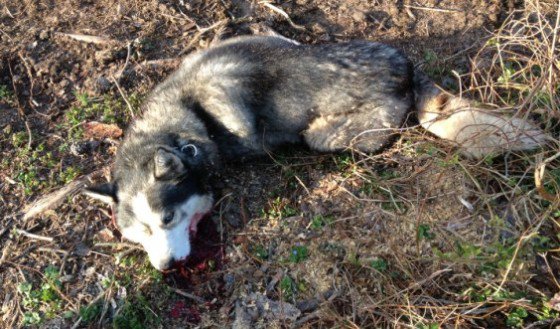 Sheep Wolves And Sheepdogs Quotes. QuotesGram
