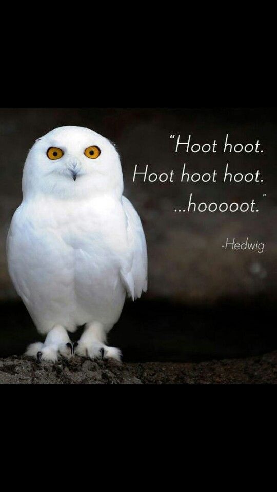 Inspirational Quotes From Harry Potter. QuotesGram