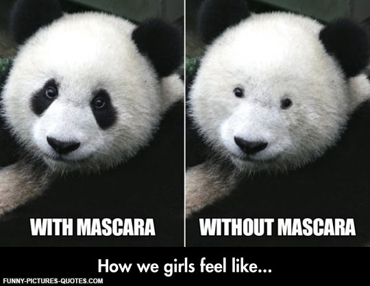 Baby Panda Bear Funny Quotes Quotesgram