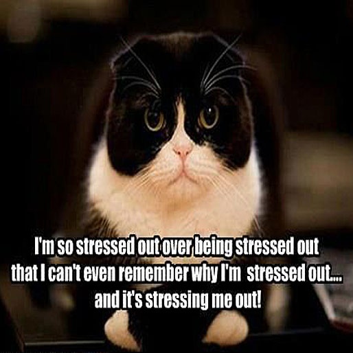 Featured image of post Funny Stressed Out Quotes : You&#039;d be surprised how many people hadn&#039;t thought of that.