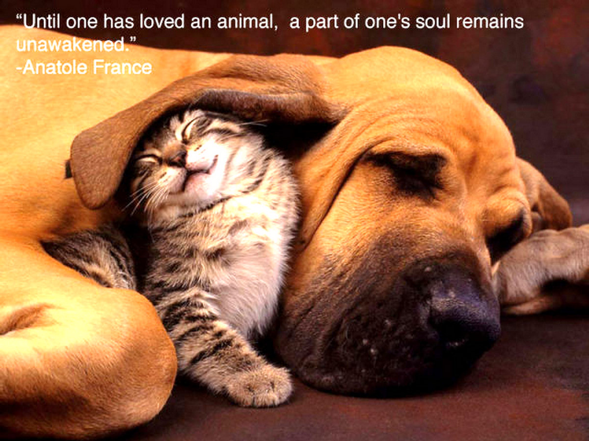 Quotes About Kindness To Animals. QuotesGram