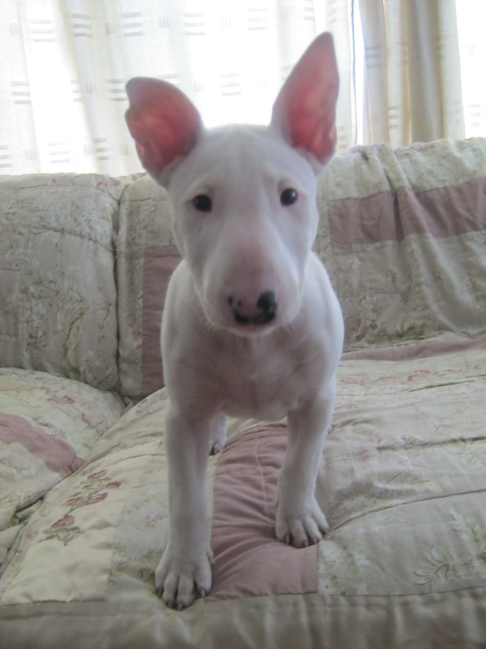 old english bull terriers for sale