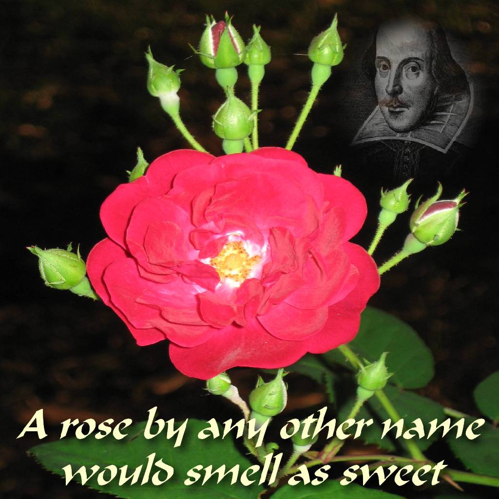 Famous Quotes About Roses. QuotesGram1024 x 1024