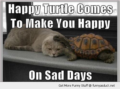 Funny Turtle Pictures With Quotes. QuotesGram