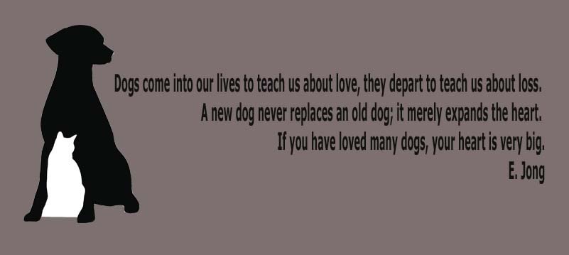 Quotes About Veterinarians. Quotesgram