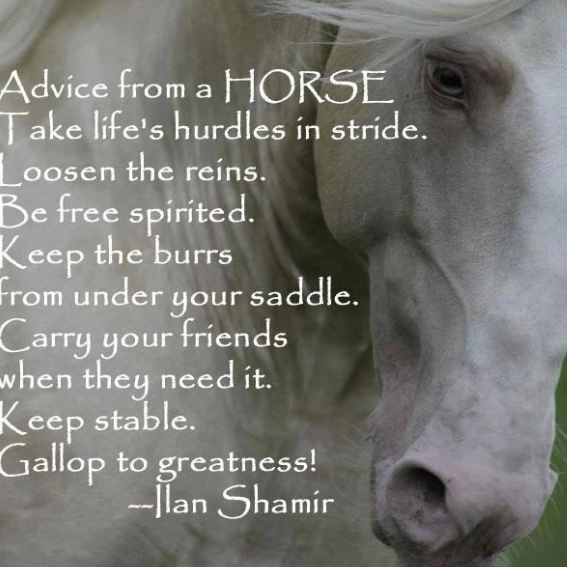 Horse Quotes Motivational. QuotesGram