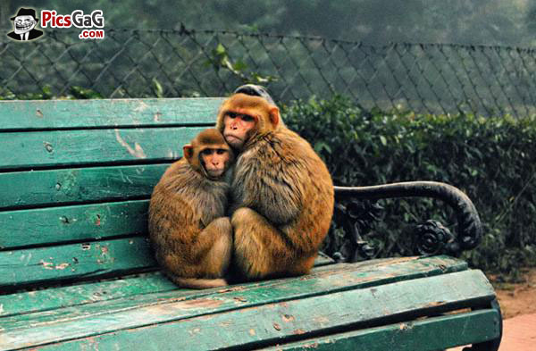 Monkey Love Quotes. QuotesGram