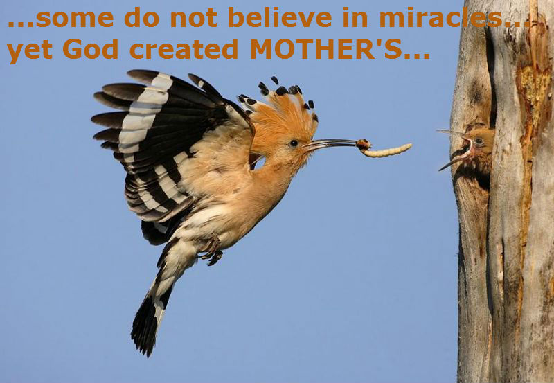 Quotes About Feeding The Birds. QuotesGram