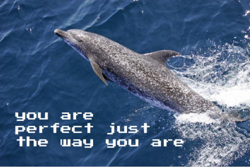 Inspirational Quotes About Dolphins. QuotesGram