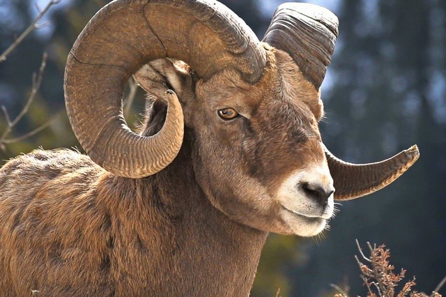 Ram Animal Quotes. QuotesGram