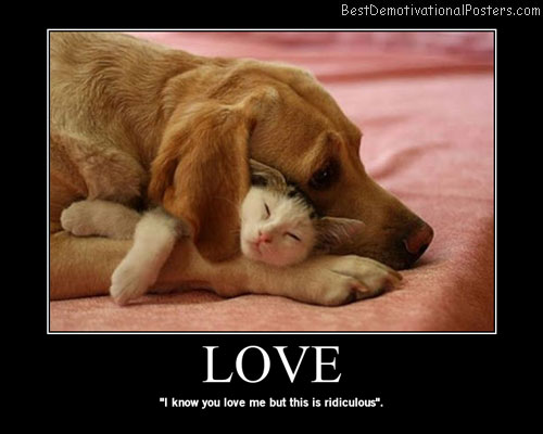 Sarcastic Cat Quotes. QuotesGram
