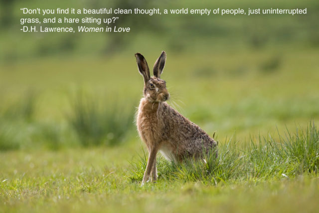 Inspirational Quotes About Animals. QuotesGram