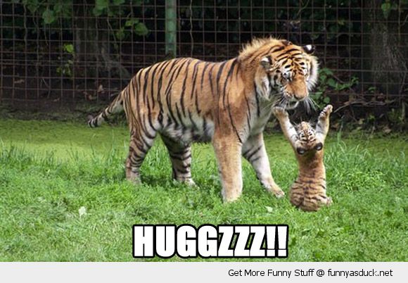 Tiger Cub Cute Quotes. QuotesGram