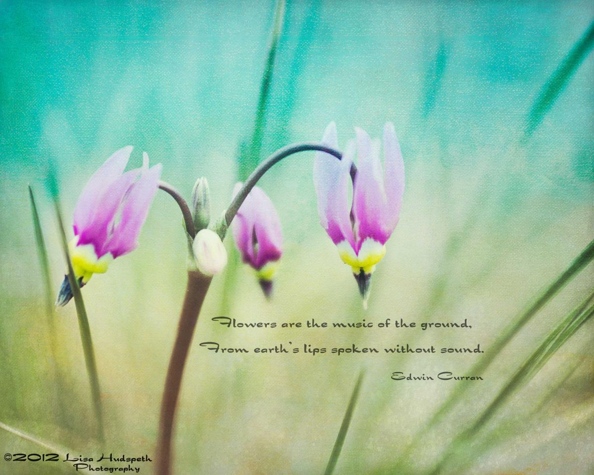 Funny Flower Quotes. QuotesGram