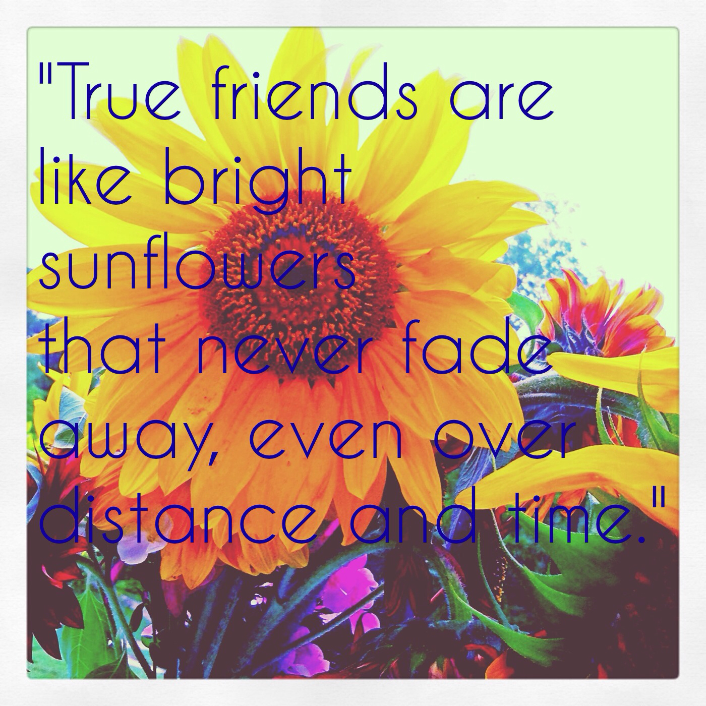Sunflower Friendship Quotes QuotesGram