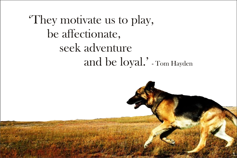 Pets Are Family Quotes. QuotesGram