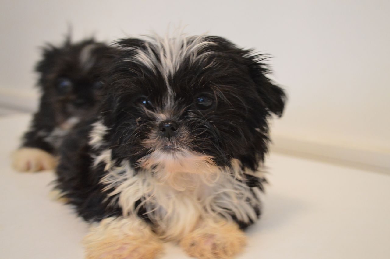 Shih Tzu Quotes. QuotesGram Shih Tzu Quotes. QuotesGram