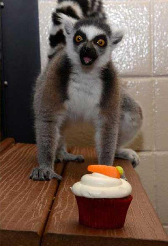 Lemur Funny Quotes. QuotesGram