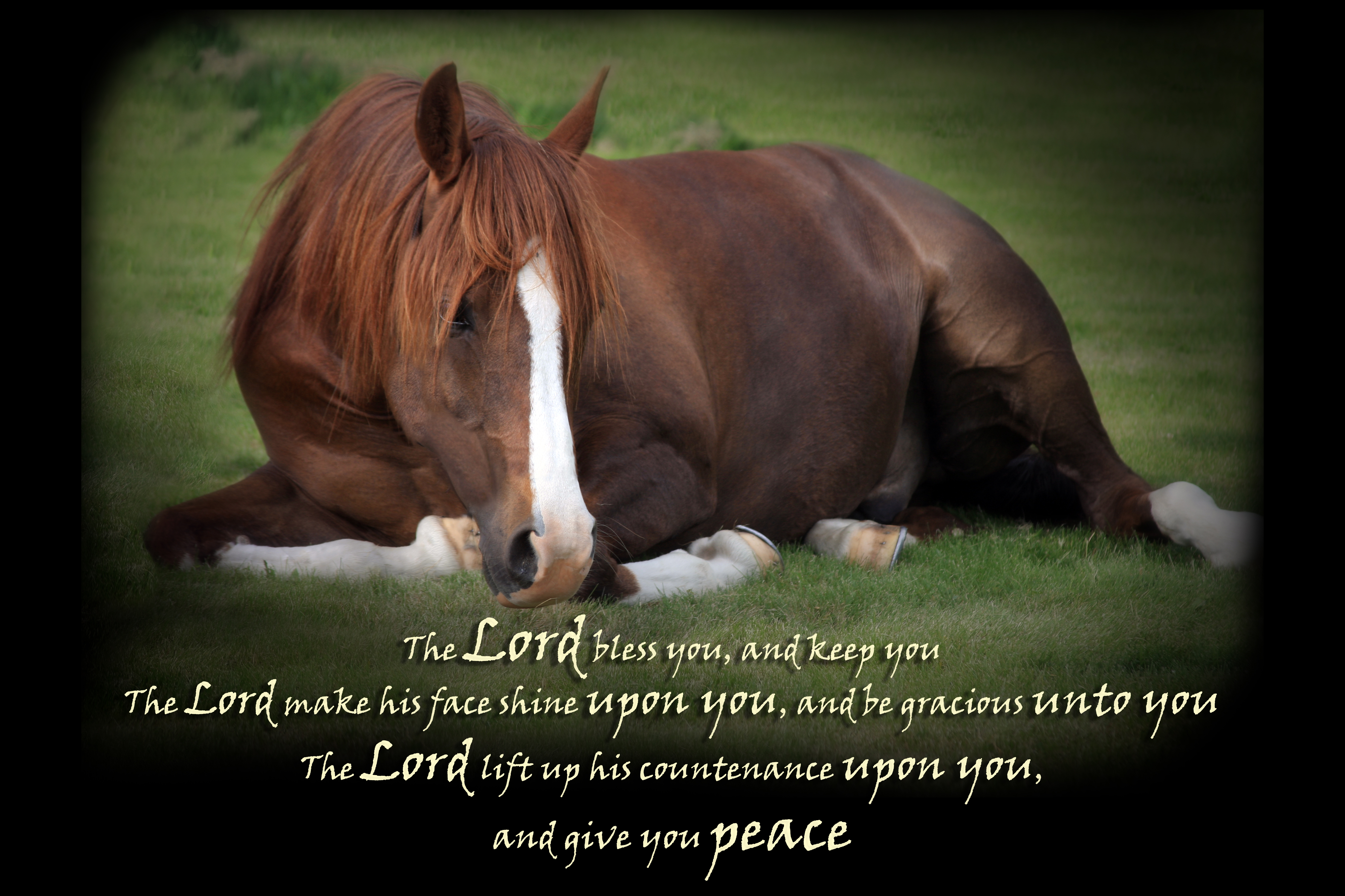 Inspirational Quotes About Horses. QuotesGram