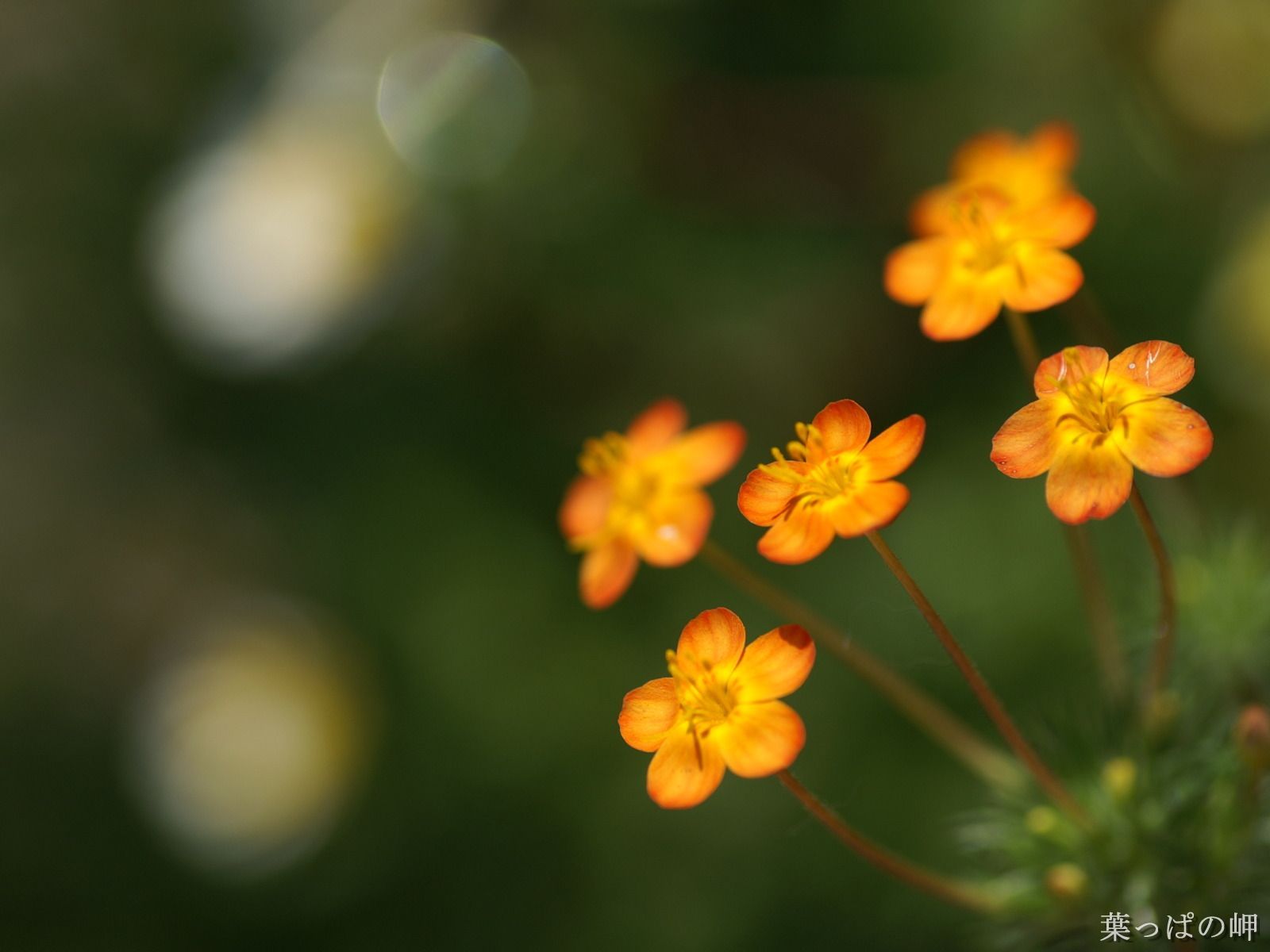965758927-cute-flowers-image Great Quotes On Photography Of Flowers 2020 This Year @capturingmomentsphotography.net