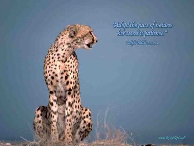 Baby Cheetah Quotes. QuotesGram