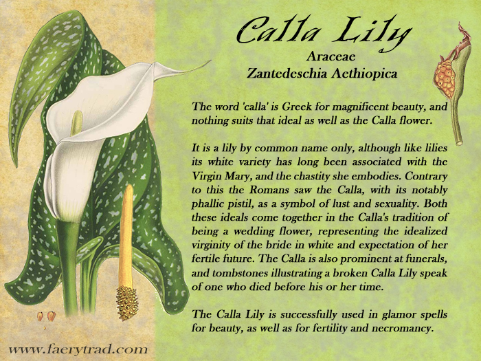 Calla Lily Quotes Quotesgram