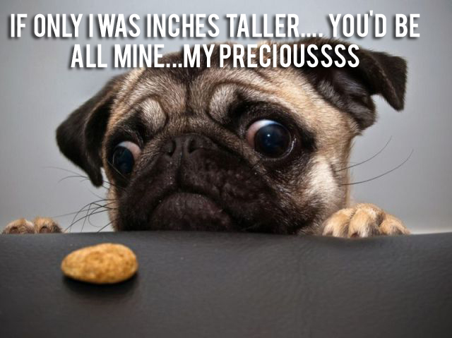 Funny Pug Quotes And Sayings. QuotesGram