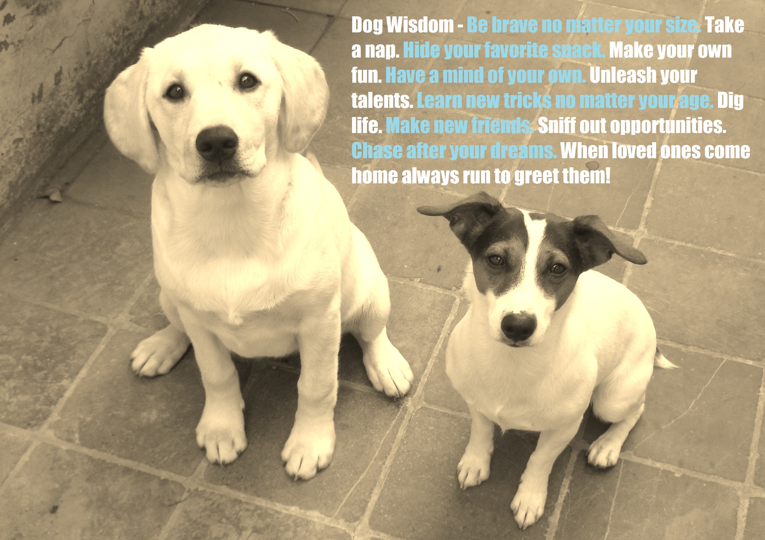 Dog Quotes For Facebook Quotesgram