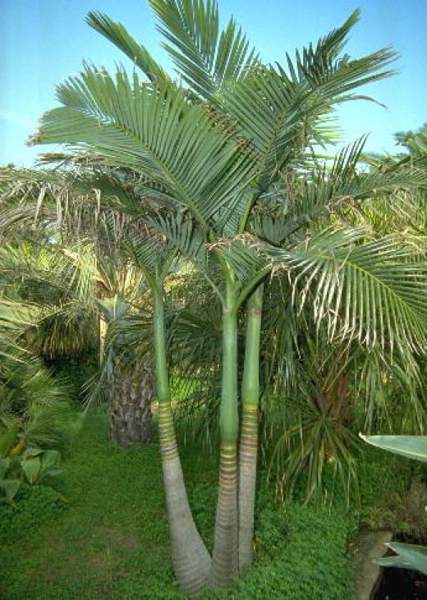 Palm Trees Windy Weather Quotes. QuotesGram Palm Trees Windy Weather Quotes. QuotesGram