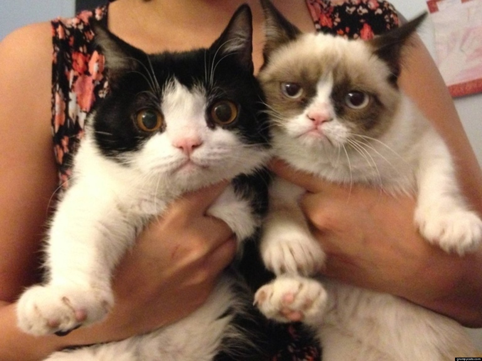 Sibling Cat Quotes Quotesgram